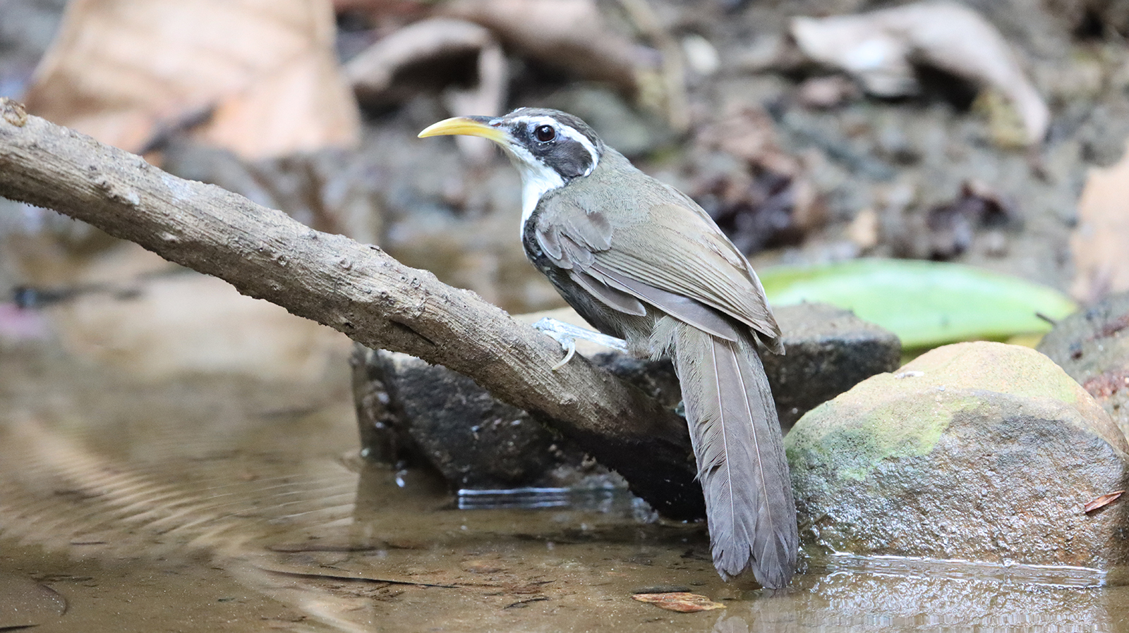 Indian Scimitar Babbler